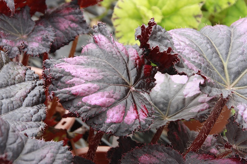 B. ‘Winter Garden’